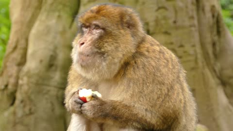 Monkey eating apple