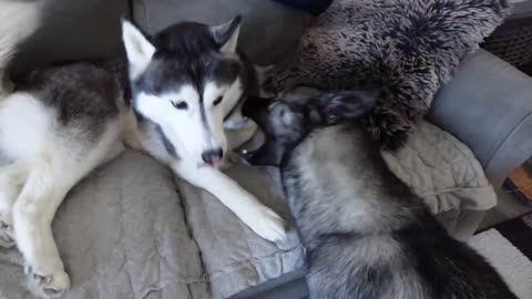 What it's REALLY Like Owning a Siberian Husky!