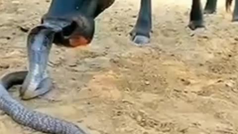 COW VS SNAKE | ANIMALS ATTACK WILDLIFE