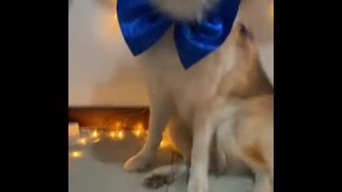Dog birthday party/ Dog birthday
