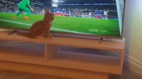 Cat reaction in Football match