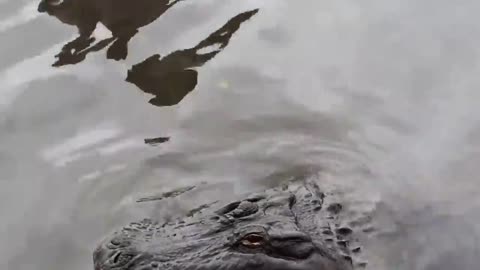 Its very SCARY🙀🙀🙀,THIS SOUND OF ALLIGATOR!!! 🐊