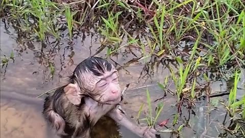 Little monkey and mother struggle out for water please pray us