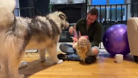 Giant Husky Protects Little Girl And Bites Me!