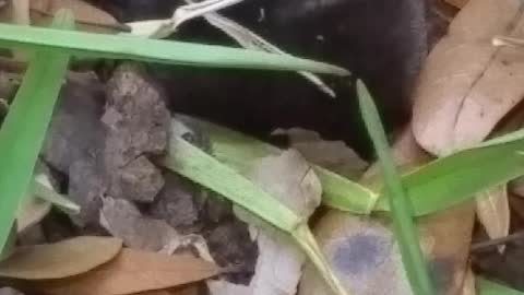 Cute Mole found in yard gets a backscratch