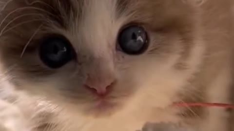 Fluffy kittens are so cute! I think it can cure everything!