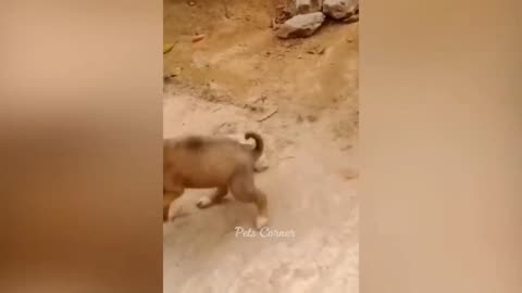 dog and hen funny fight / wwe of animals