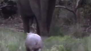 Elephant vs 3baby hippo #shorts #hippovselephant