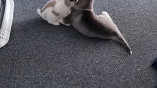 Baby Rabbit and Husky Puppy Play