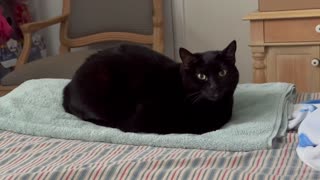 Adopting a Cat from a Shelter Vlog - Cute Precious Piper is a Sweet Loaf Baby