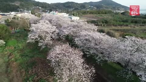 Cherry blossom tunnel woos visitors