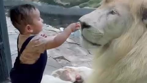 Baby wants to kiss white lion | #sammodassir #DaddyWorld