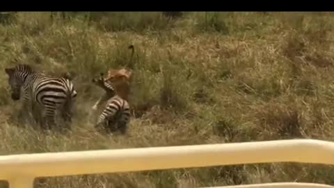 Lion hunting zebra animal wildlife video