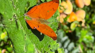 Do ovo até a borboleta-folha