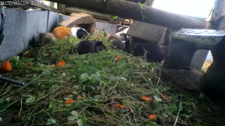 Guinea pigs eating breakfast on 9/20/2023
