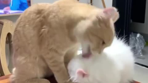 Two kitties fighting 😾❤️