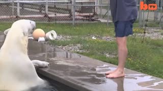 The Only Man In The World Who Can Swim With A Polar Bear: Grizzly Man