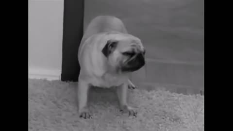 Funny Pug Video