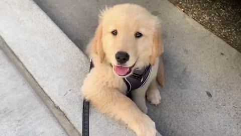 Cute Puppy Videos You MUST Watch!