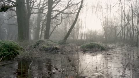 A Body of Water in a Misty Forest