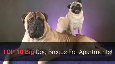TOP 10 Best Large Dog Breeds for Apartments and Smaller Homes!