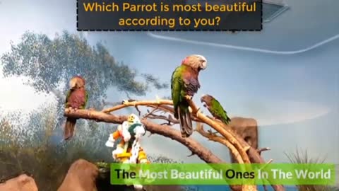 10 Amazingly most Beautiful Parrots