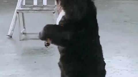 Funny black Bears