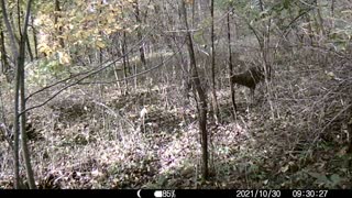 Buck tearing up tree