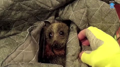 Rescuing a flying-fox who was on the road; this is Gladys.mp4