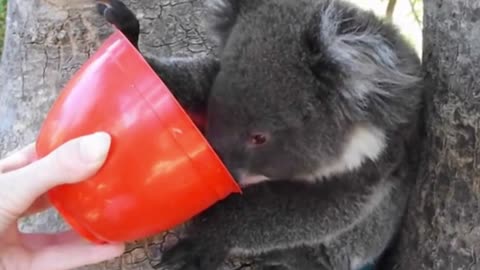 koala thirsty