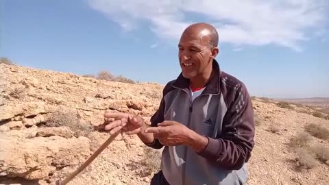 The most dangerous snake in the desert of Morocco