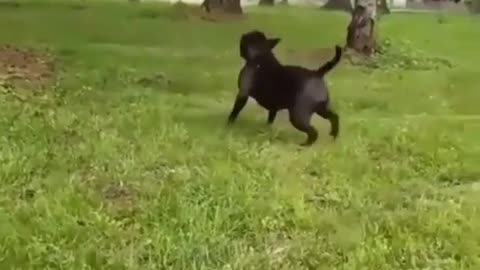 American bulldog doing backflip.mp4