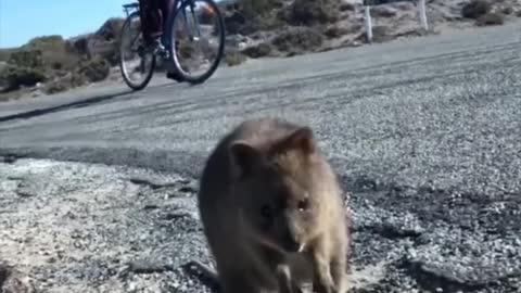 Cute Quokka, happiest animal on the world