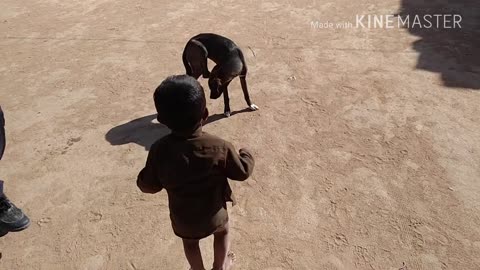 Dog and Baby Playing