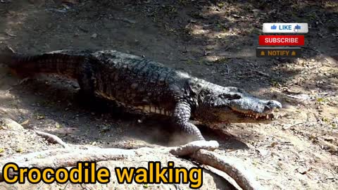 Crocodile walking in land