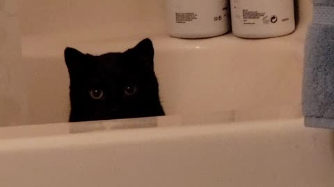 Creepy cat stare