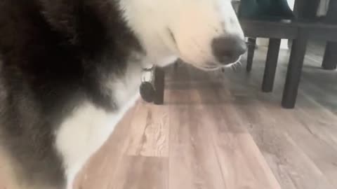 Husky talks to owner before lunch