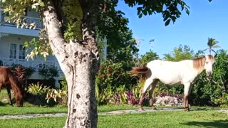 Horses in DR