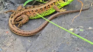 Beautiful sand lizard in close-up / beautiful reptile in nature.