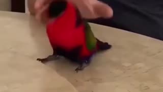 Cute bird Dance