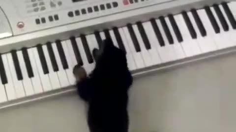 Dog Playing Piano