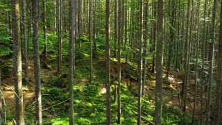 European Forest Sound Breathtaking Nature bath with Relaxing Music - 4k Video HD Ultra