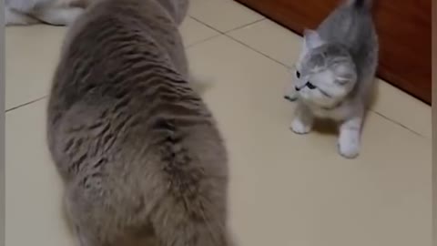 Cat fighting video