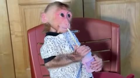 Adorable Monkey Cleaning the Floor: A Must-See Moment!