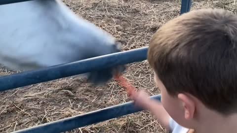 Kiddo Enamored With All the Animals