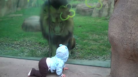 Lions trying to attack baby at zoo_HD