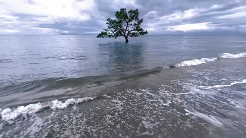 There is a tree by the sea