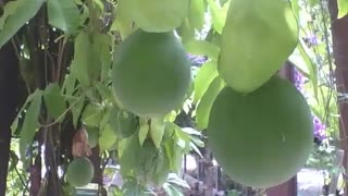 Passion fruit tree in the botanical garden, the fruits are still green [Nature & Animals]