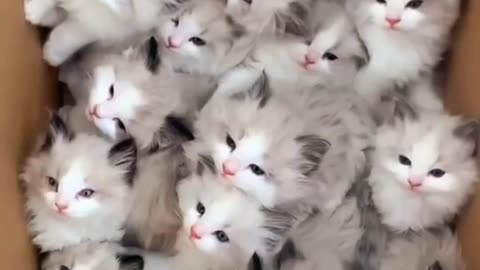 "Cute Cats and Kittens Having Fun!"