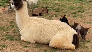 Goat Kids Use Patient Llama as Trampoline